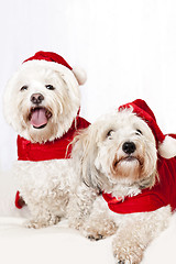 Image showing Two cute dogs in santa outfits