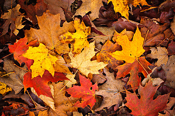 Image showing Fall leaves background