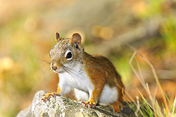 Image showing Cute red squirrel closeup