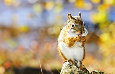 Image showing Cute red squirrel eating nut