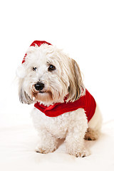 Image showing Cute dog in santa outfit