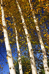 Image showing Birch trees in fall