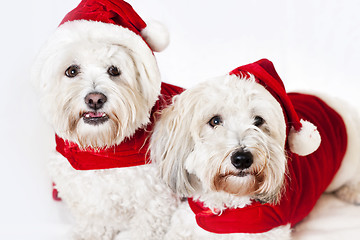 Image showing Two cute dogs in santa outfits