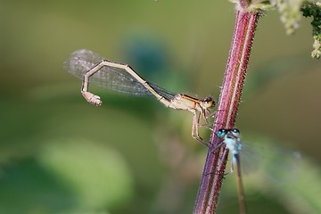 Image showing Blue-tailed Damselflies