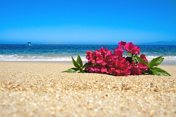 Image showing Tropical Beach Flowers