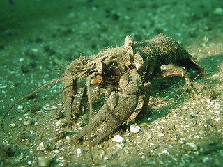 Image showing Crawfish with mussels