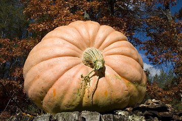 Image showing Harvest Pumpkin