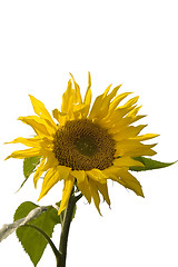 Image showing Sunflower