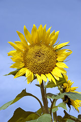 Image showing Sunflower Beauty