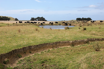 Image showing summer pasture