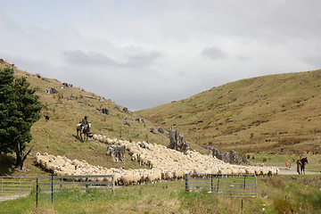 Image showing driving sheep