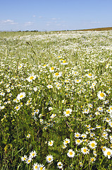 Image showing background of agriculture field marguerite flowers 