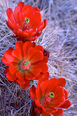 Image showing cactus blooms