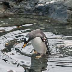 Image showing Penguin