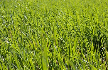 Image showing Long green grass