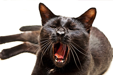 Image showing Tomcat yawns