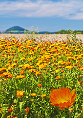 Image showing Calendula