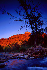 Image showing sunset on redrocks and tree silhouette