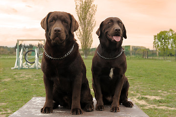 Image showing two labrador retriever