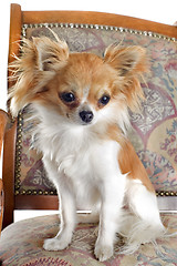 Image showing chihuahua on antique chair