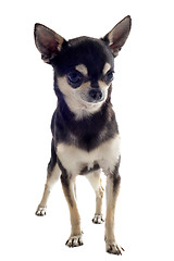 Image showing puppy chihuahua