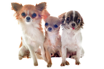 Image showing three chihuahuas