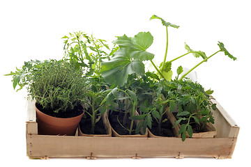 Image showing vegetables seedling in a crate