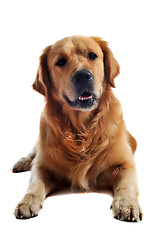 Image showing golden retriever