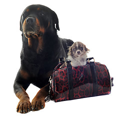 Image showing rottweiler and puppy chihuahua