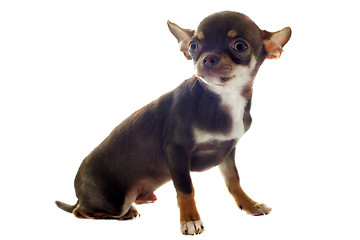 Image showing puppy chihuahua