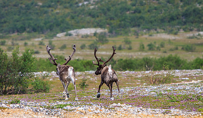 Image showing Reindeer graze on the tundra