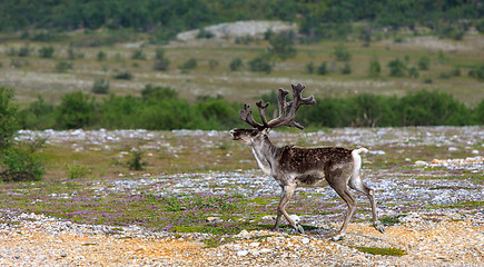 Image showing Reindeer graze on the tundra