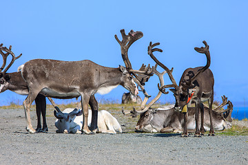 Image showing group reindeer a rest