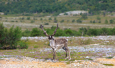 Image showing Reindeer graze on the tundra