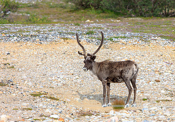 Image showing Reindeer graze on the tundra