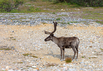 Image showing Reindeer graze on the tundra