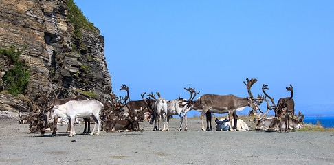 Image showing group reindeer a rest