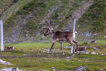 Image showing Reindeer graze on the tundra