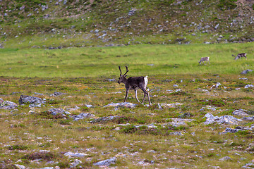 Image showing Reindeer graze on the tundra