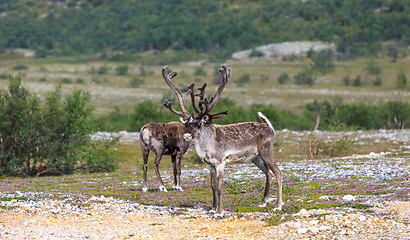 Image showing Reindeer graze on the tundra