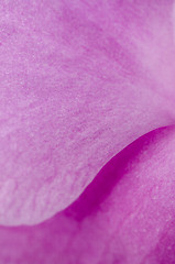 Image showing Closeup of beautiful pink orchid