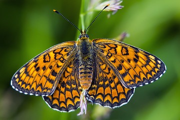 Image showing Butterfly melitaea didyma