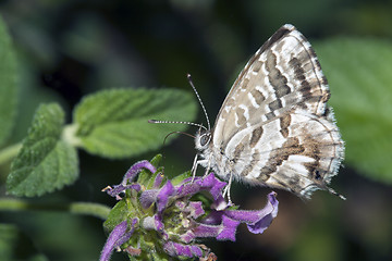 Image showing Butterfly Lycaedes on flower