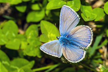 Image showing Butterfly Lycaedes on flower