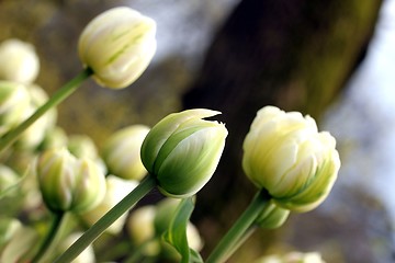 Image showing a white tulip meadow close up from the ground