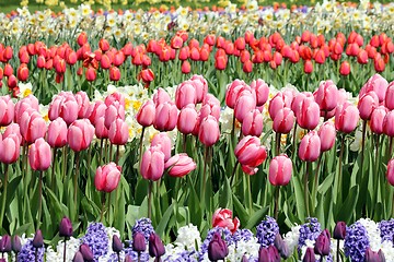 Image showing pink tulips in a beuatiful flower meadow