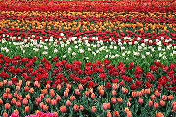 Image showing colourful tulips field