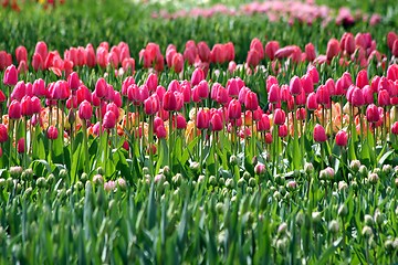 Image showing pink tulips in a flower meadow