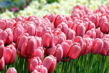 Image showing pink tulips in a flower meadow