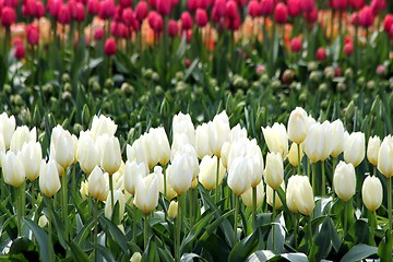 Image showing white tulips in a flower meadow